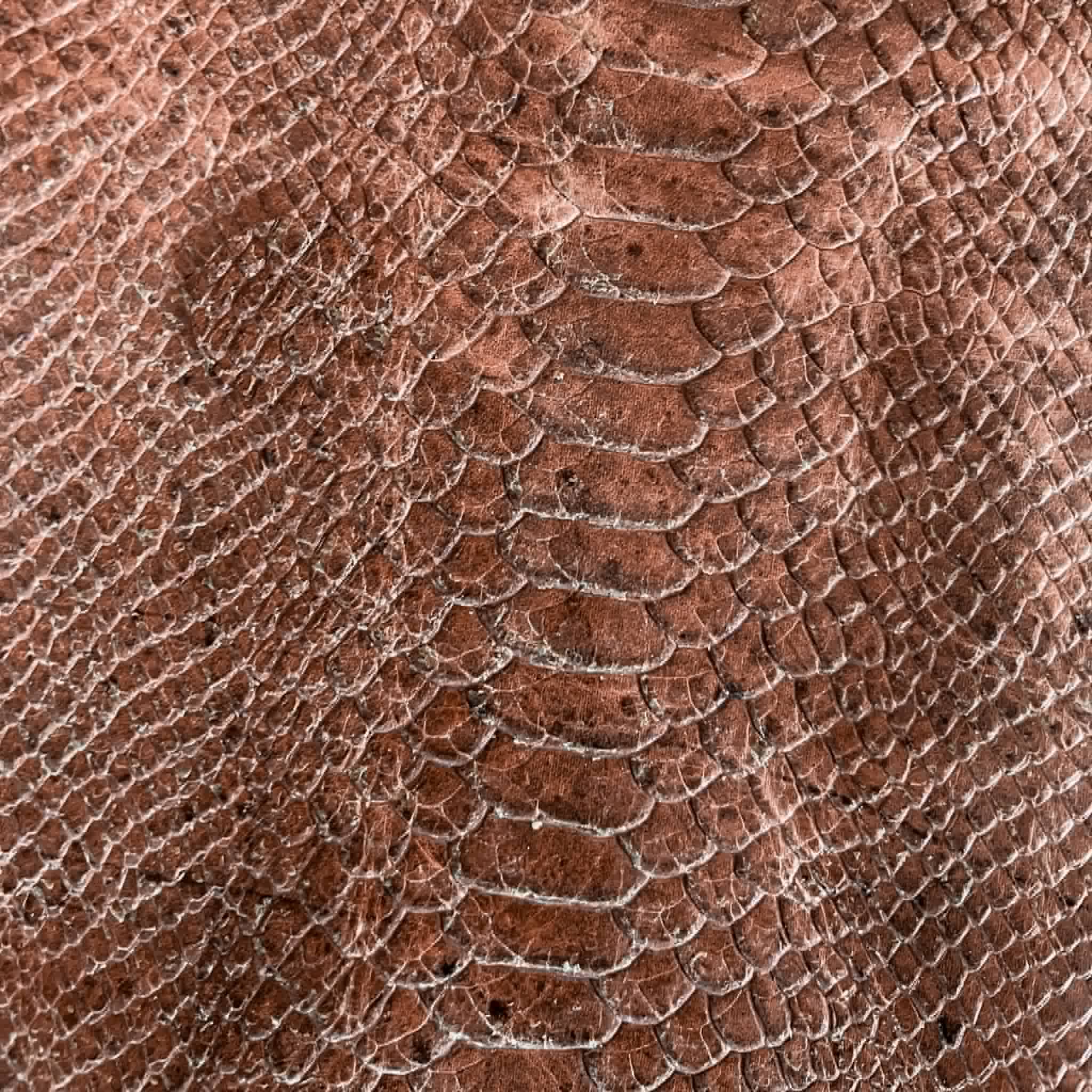 Piel de Res Grabada Tipo Serpiente - Imagen 2